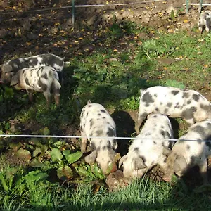 Biohof Hausberg Frühstückspension